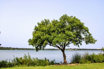 Obraz premium Tree by city lake
