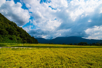 Rice that has collapsed due to strong winds.