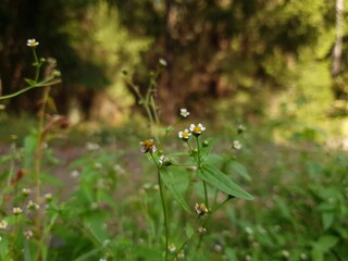 grasshopper on the grass