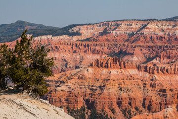 Bristlecone Pine Tree and The Red Rock Spires of The Amphitheater at Spectra Point, Cedar Breaks National Monument, Utah, USA