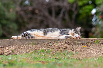 A lazy cat napping on the sidewalk. Animal world. Pet lover. Animal lover. Animals defender. Cat lover. American wirehair.