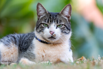 A tabby male cat with green eyes enjoying the sunset on the garden lawn. Golden hour. Animal world. Pet lover. Cat lover. Animals defender. American Wirehair.
