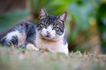 Naklejka na ściany i meble A tabby male cat with green eyes on the grass in the garden. Animal world. Pet lover. Cat lover. American Wirehair.