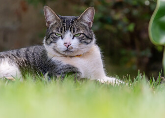 A tabby male cat with green eyes lying on the grass in the garden. Animal world. Pet lover. Cat lover. American Wirehair.