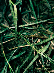 green grass with dew