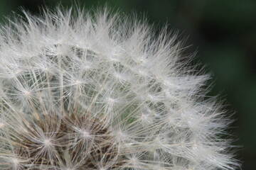 Diente de león, fruto - Taraxacum officinale