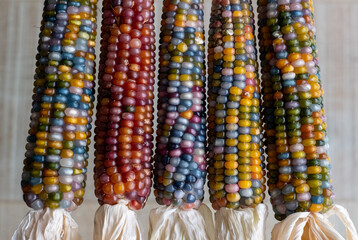 Zea Mays glass gem corn on the cob with multicoloured kernels, grown on an allotment in London UK. 