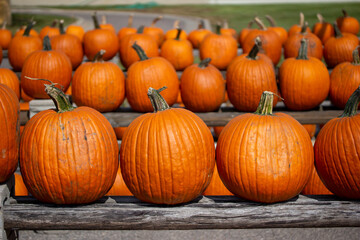 Outdoor texture background of large harvested Jack O' Lantern size orange pumpkins on asphalt and...