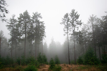 Fototapeta na wymiar thick fog in the dark autumn forest