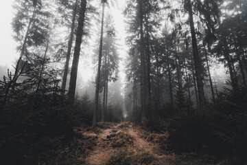 thick fog on a path in the dark autumn forest
