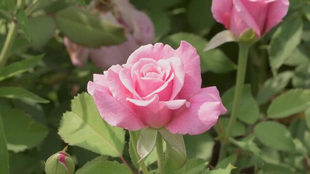 Beautiful, perfect, pink rose in summer garden 