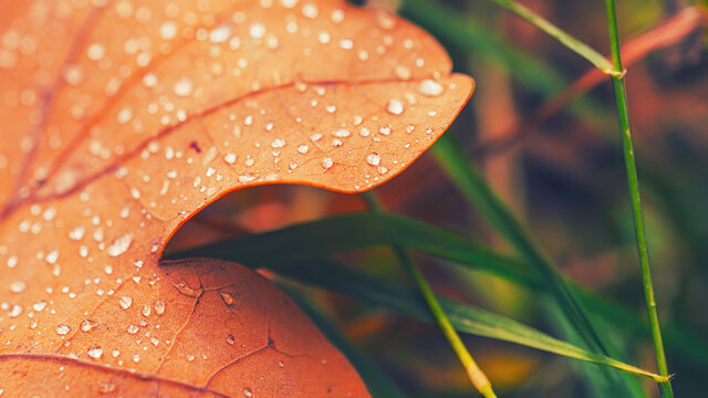Dry fall leaf texture detail. Abstract background of autumn beauty of forest nature. Fresh dew water drops. Brown oak sheet vein structure. Wet droplet on tree plant close up. Eco flora macro closeup.