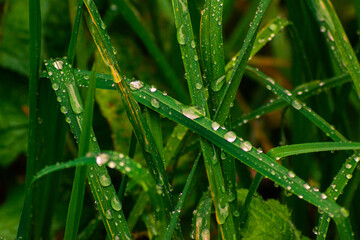close up of grass with water drops