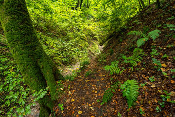 Spetzgart and Hodinger Tobel on Lake Constance near Sipplingen and Uberlingen