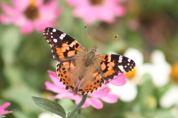 Fototapeta na wymiar Painted Lady Butterfly on a pink flower.