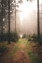 Fototapeta premium thick fog on a path in the dark autumn forest