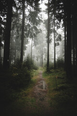 thick fog on a path in the dark autumn forest