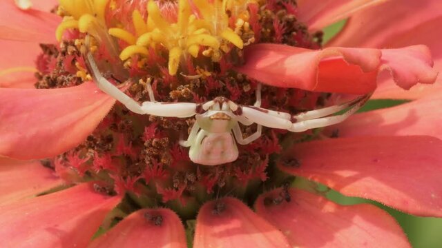 Whitebanded crab spider on Zinnia flower, waiting very still for an insect to come by