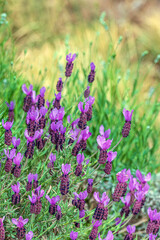 Fototapeta premium French Lavender Lavandula Stoechas