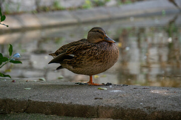 Ente balanciert auf einem Bein