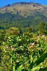 landscape with trees and flowers