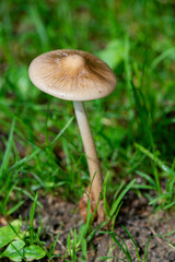 Pilz am Wiesenboden
