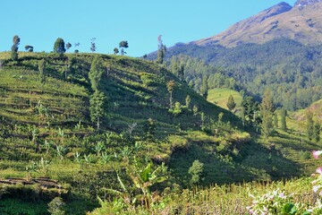 vineyard in the background