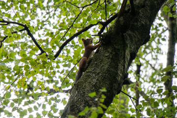 Eichhörnchen sitzt auf einem Ast