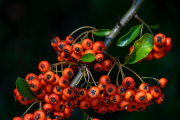 Rote Beeren auf Ast mit dunklem Hintergrund