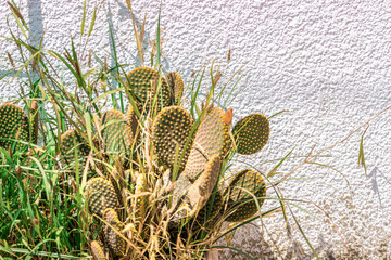 cactuses against the white wall