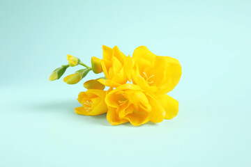 Beautiful blooming yellow freesias on light blue background