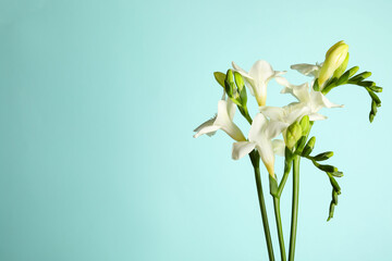 Fototapeta premium Beautiful freesia flowers on light blue background. Space for text