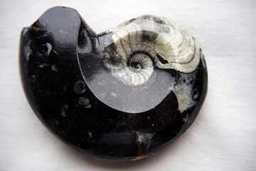 Nautilus