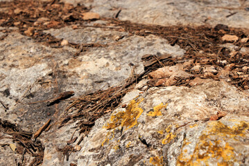 Rocky ground with lichen and dry leaves