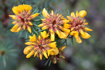Small-leaf Bush Pea in a Sydney National Park