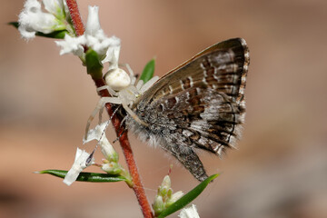 Milky Flower Spider with small moth as prey