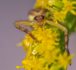 Yellow Crab Spider On A Golden Rod