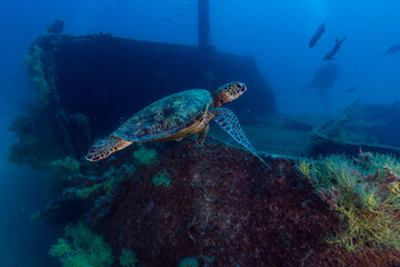 Sea turtle resting in a shipwreck Espiritu santo National Park, Baja California Sur,Mexico. - 381020803