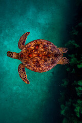 Sea turtle resting in a shipwreck Espiritu santo National Park, Baja California Sur,Mexico. - 381020814