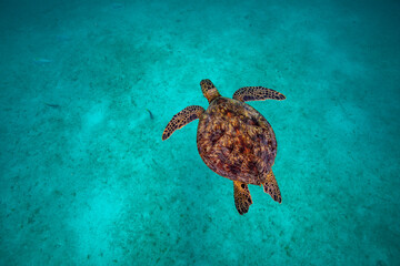 Sea turtle resting in a shipwreck Espiritu santo National Park, Baja California Sur,Mexico. - 381020817