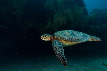 Sea turtle resting in a shipwreck Espiritu santo National Park, Baja California Sur,Mexico.