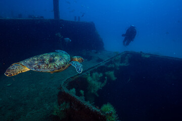 Sea turtle resting in a shipwreck Espiritu santo National Park, Baja California Sur,Mexico. - 381020873