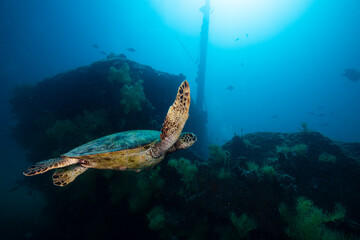Sea turtle resting in a shipwreck Espiritu santo National Park, Baja California Sur,Mexico. - 381020876