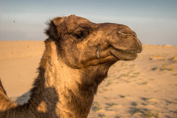camel in the desert