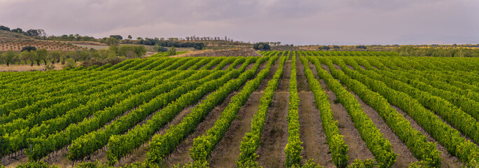 Fototapeta premium panoramic view of the vineyards in the summer, preparing the grapes for harvesting in September and making the rich wines of La Rioja Spain 