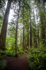 Redwood National Park, California