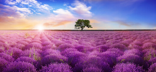 Fototapeta na wymiar Beautiful lavender field with single tree under amazing sky at sunrise. Banner design