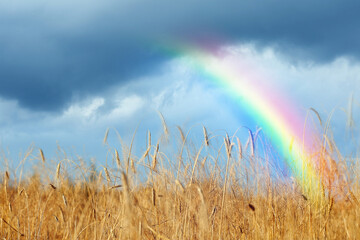 Amazing rainbow over wheat field under stormy sky
