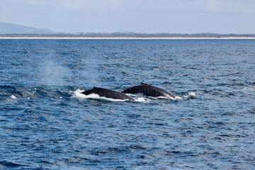 Humpback whales in synchronicity, Megaptera novaeangliae, Gold Coast, Australia