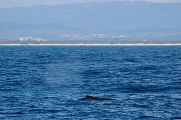 Humpback whale, Megaptera novaeangliae, blow on the Gold Coast, Australia